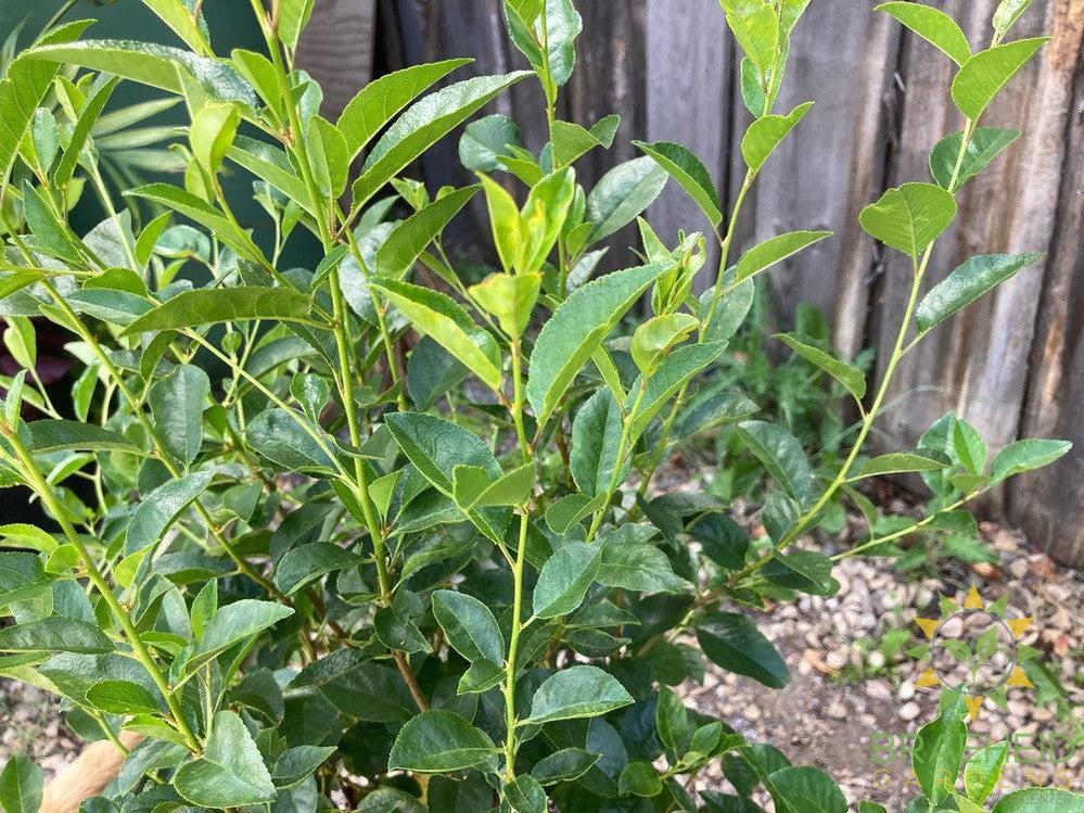 SK Carmine Jewel Cherry shrub