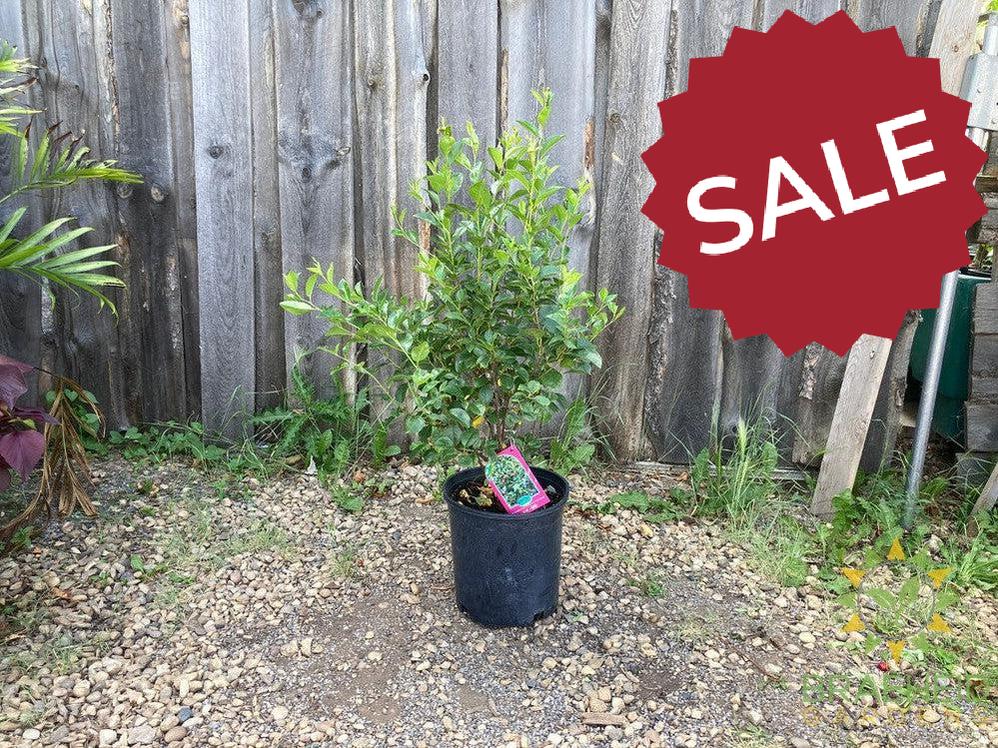 SK Carmine Jewel Cherry shrub