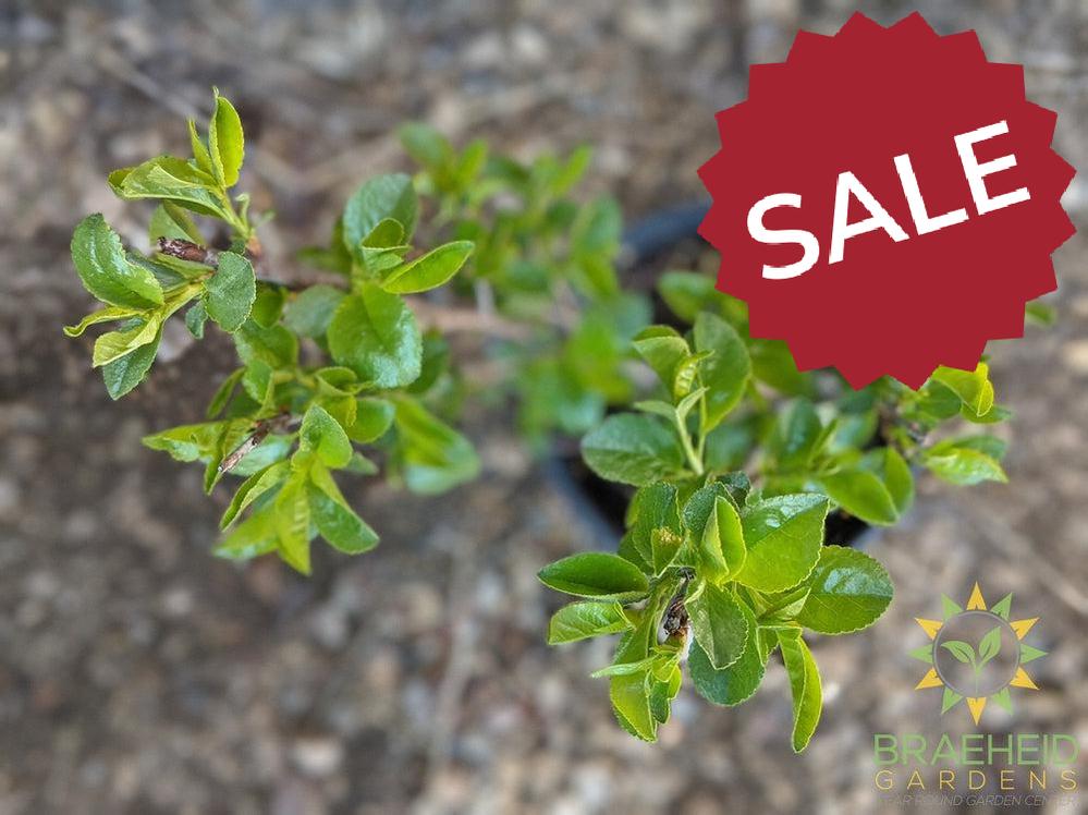 SK Carmine Jewel Cherry shrub