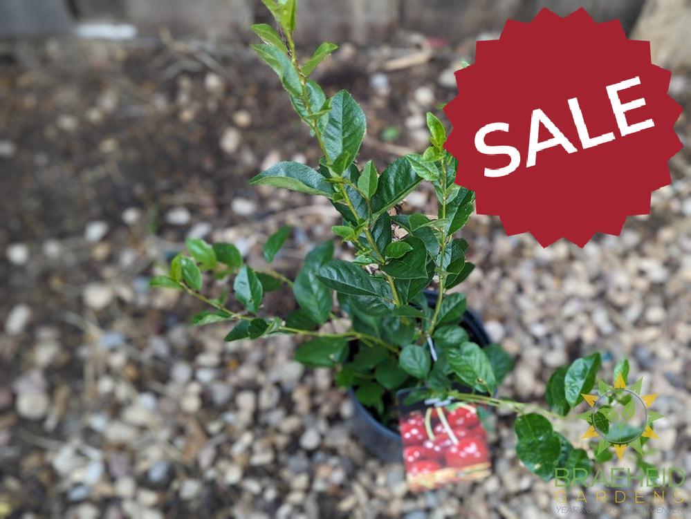 SK Carmine Jewel Cherry shrub