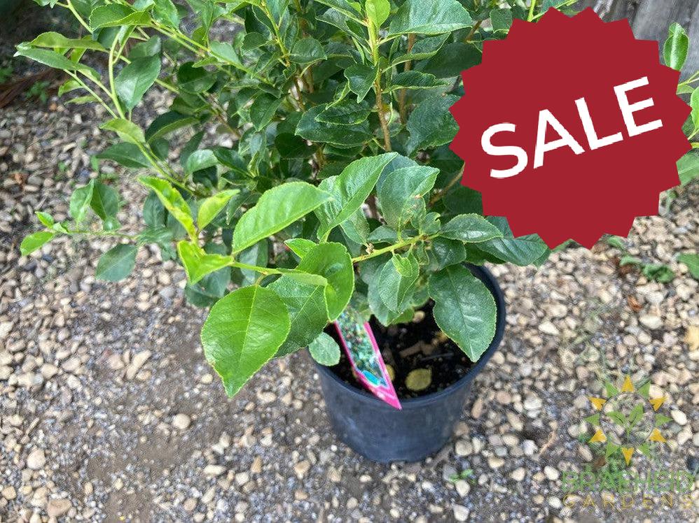 SK Carmine Jewel Cherry shrub