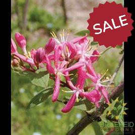 Sakhalin Honeysuckle