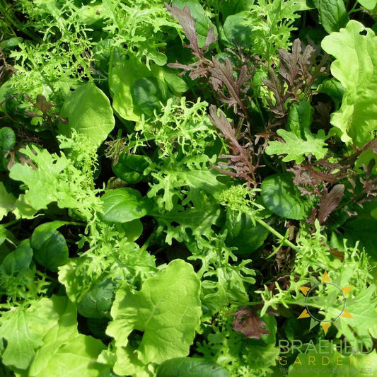 Salad Mix