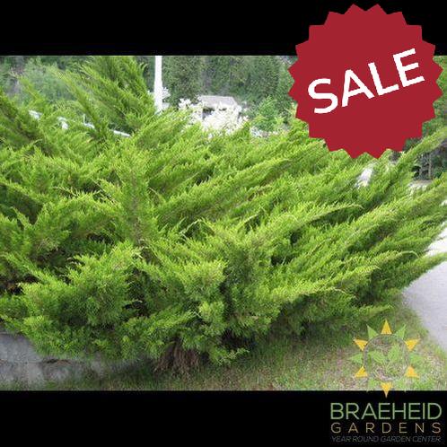 Savin Juniper