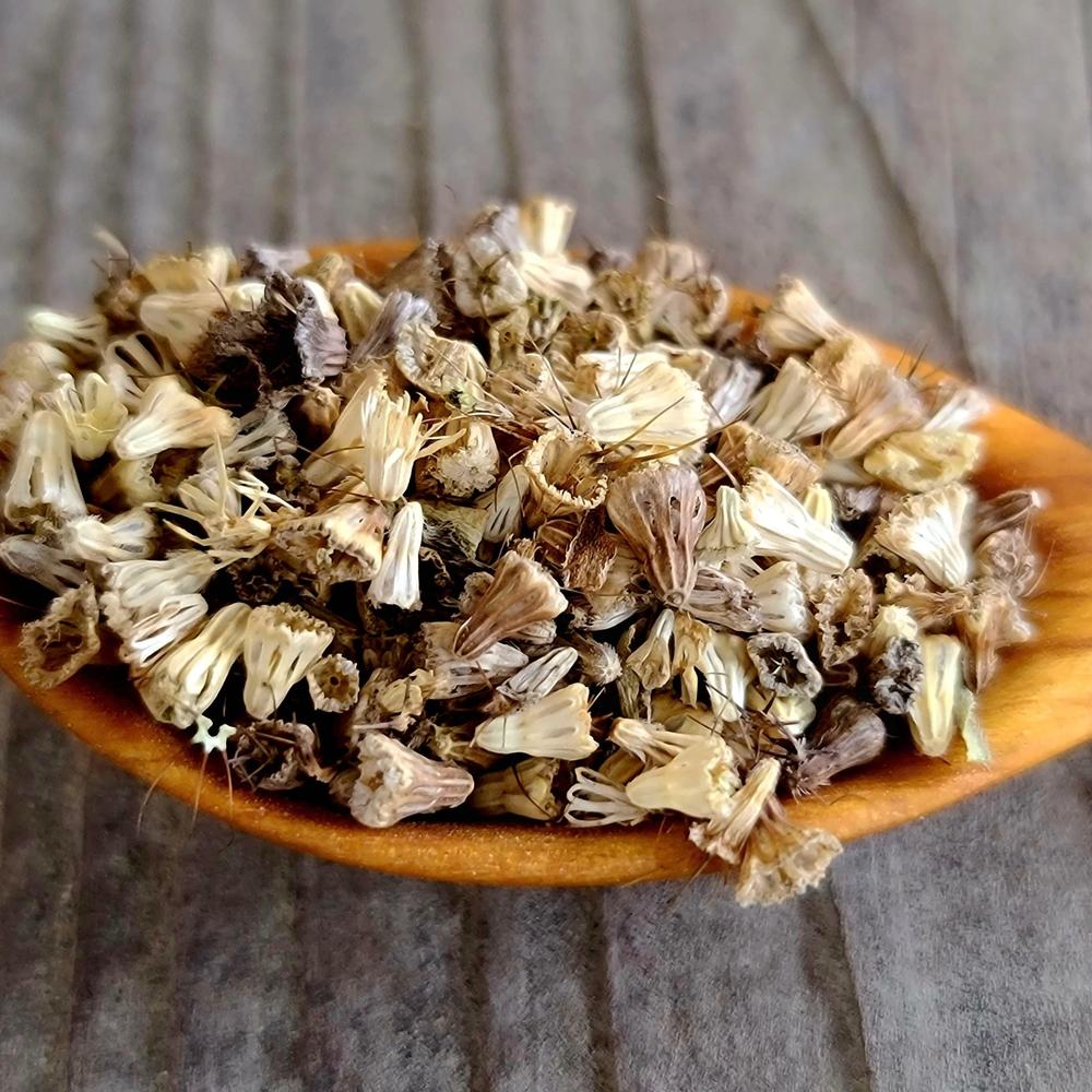 Pin Cushion Flower (Scabiosa)