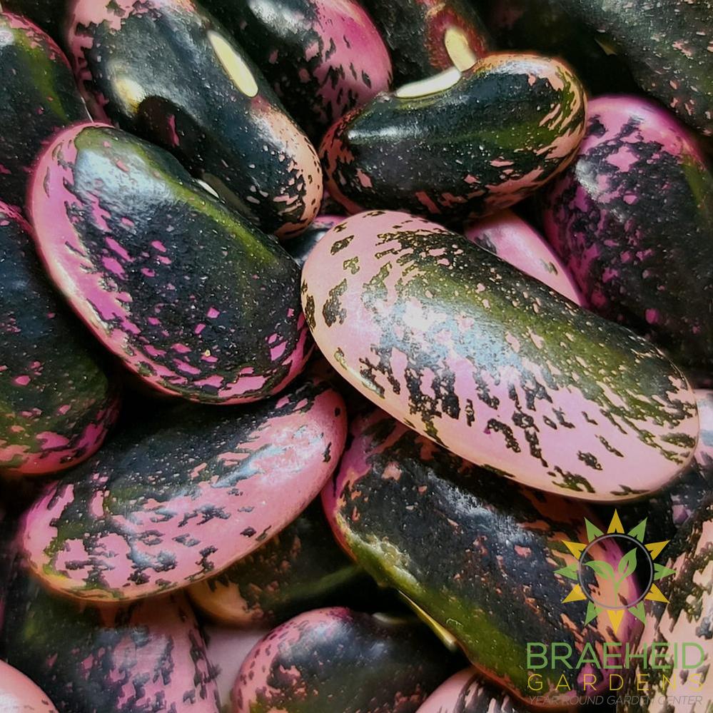 Scarlet Runner Pole Bean