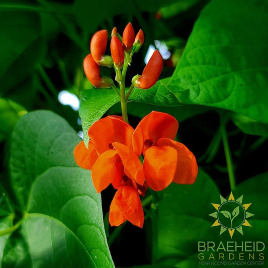 Scarlet Runner Pole Bean