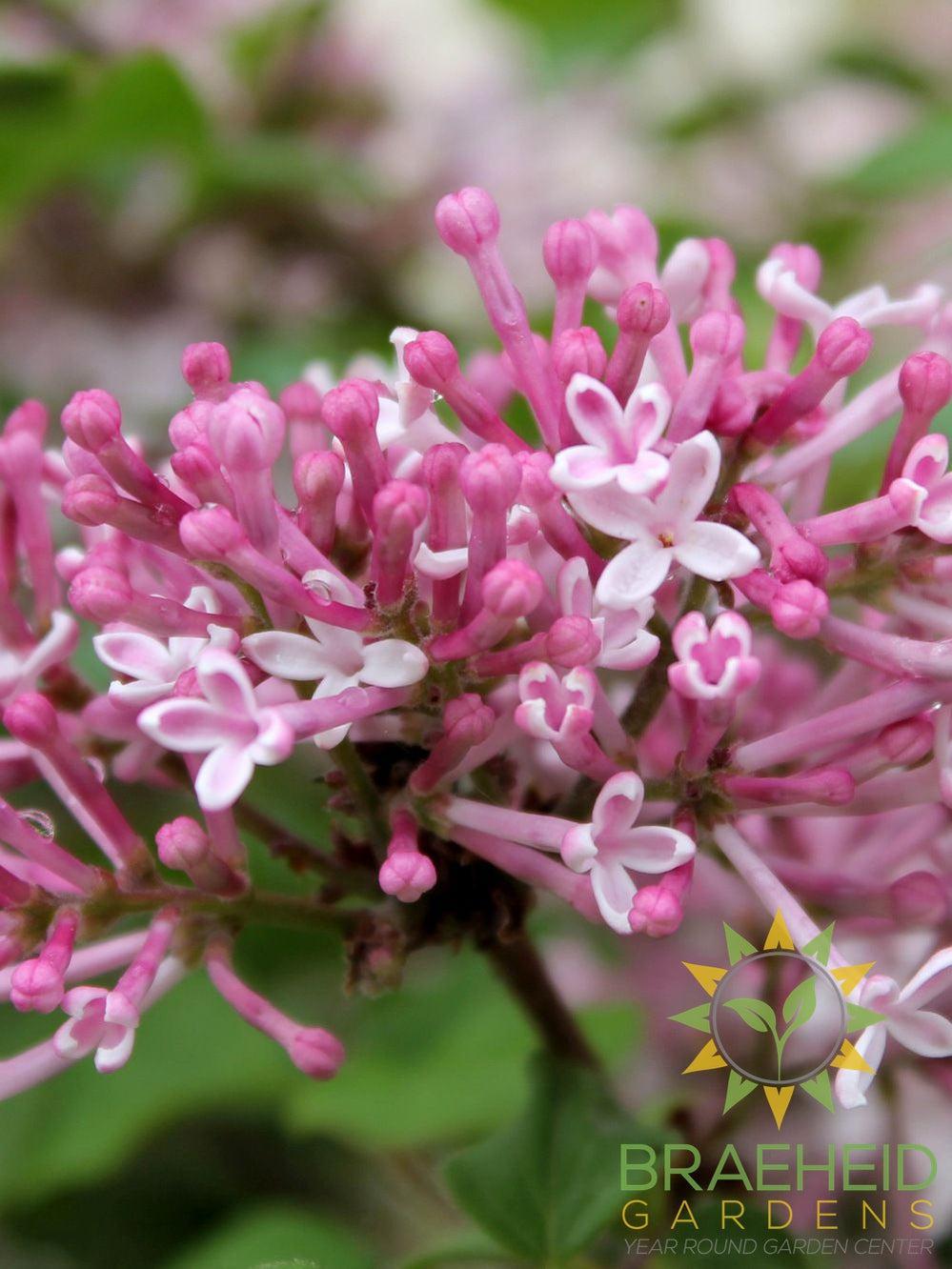 Scent and Sensibility™ Pink Lilac