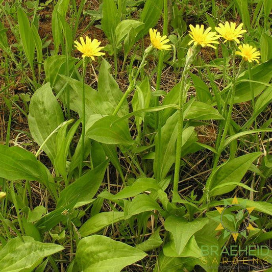 Scorzonera (Black Salsify)
