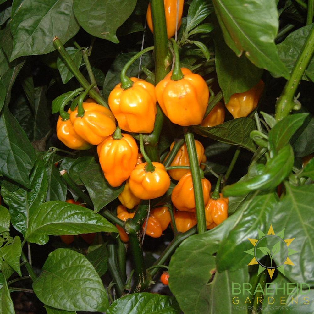 Scotch Bonnet Pepper