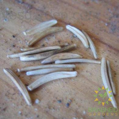 Scorzonera (Black Salsify)