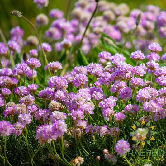 Sea Thrift
