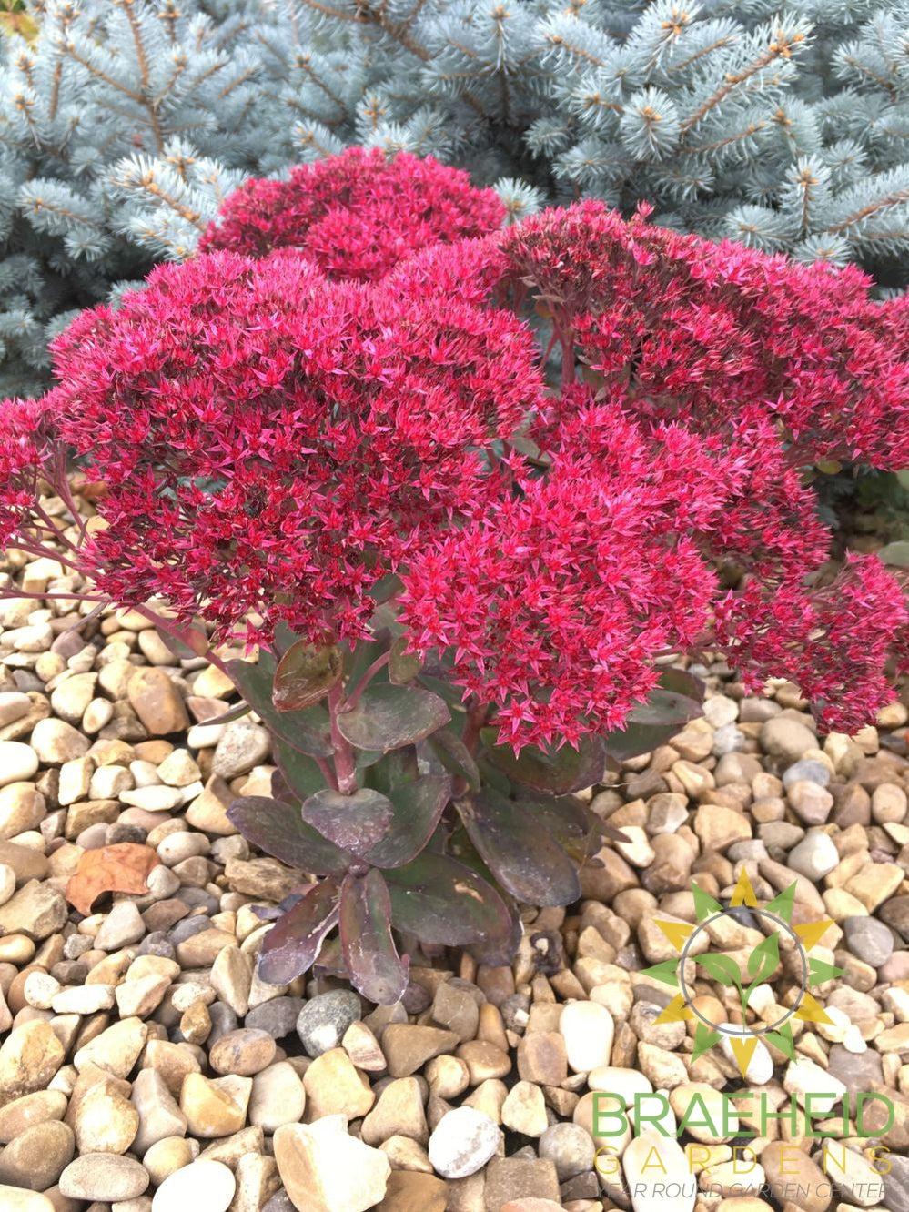 Thunderhead Sedum