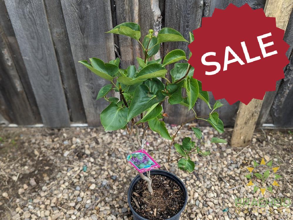 Sensation French Lilac