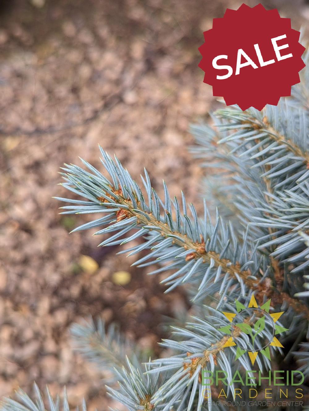 Sester's Dwarf Blue Spruce