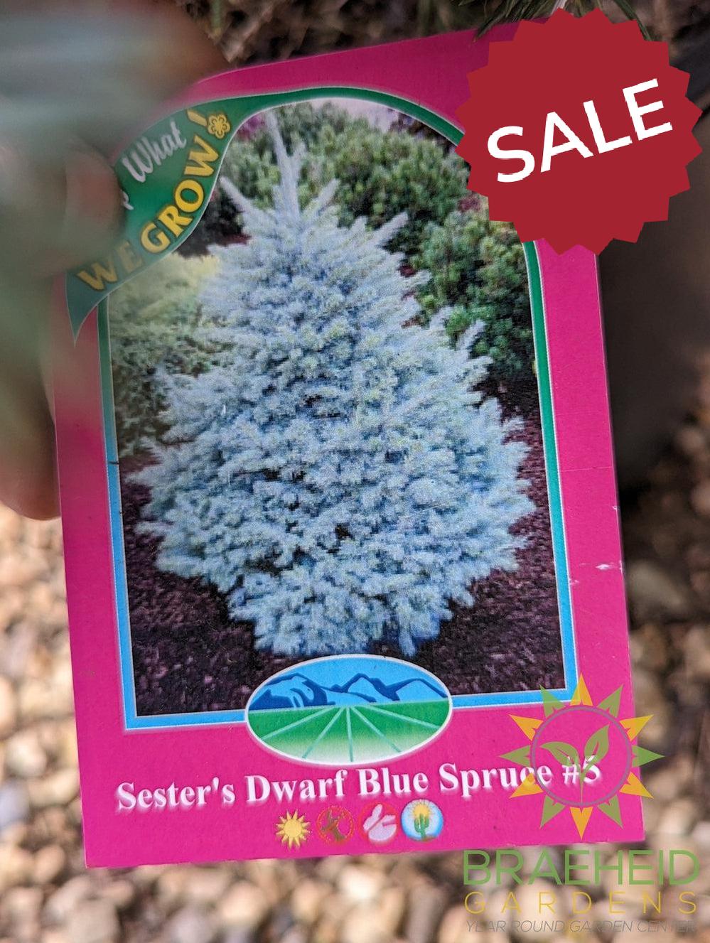 Sester's Dwarf Blue Spruce