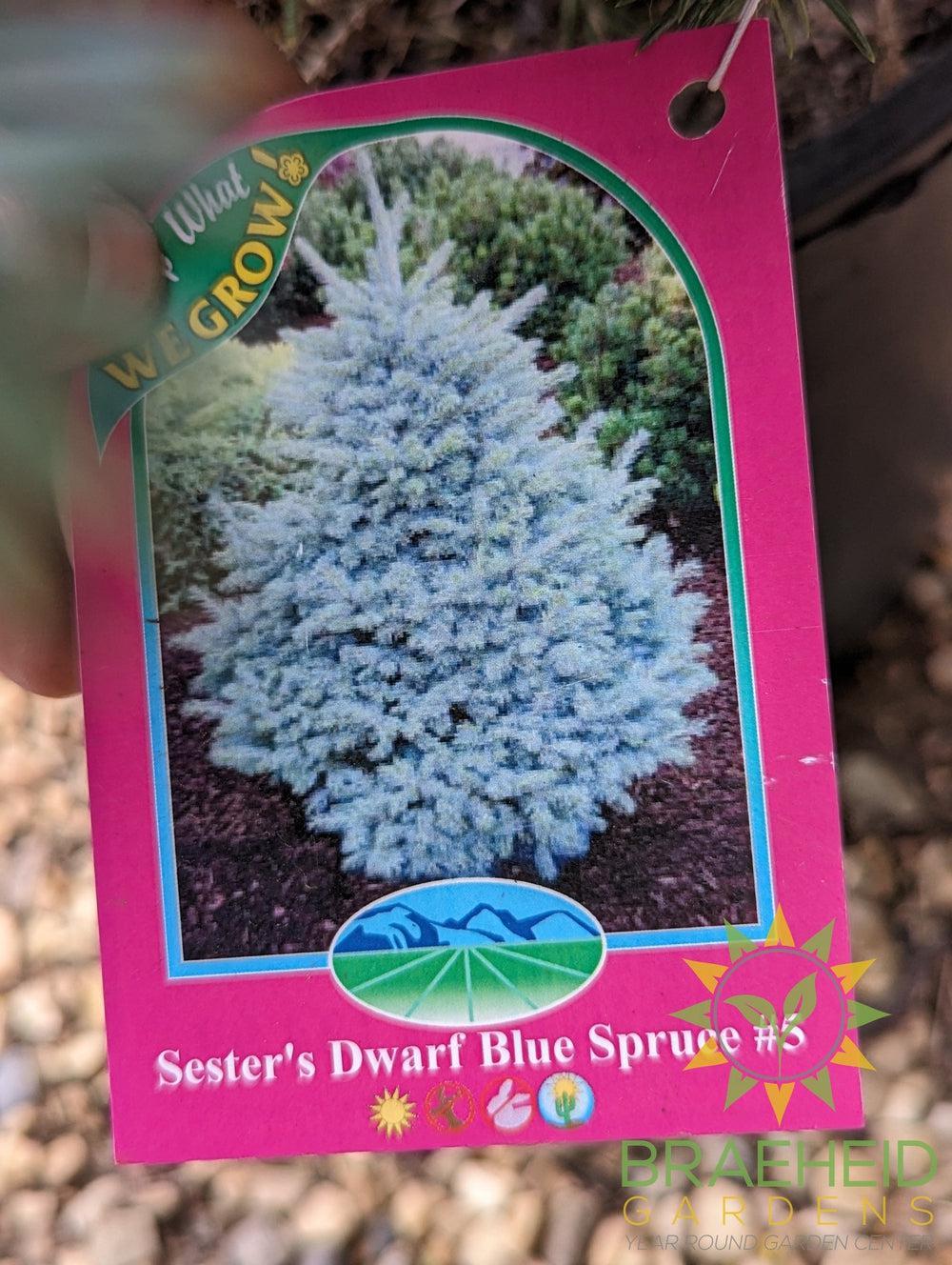 Sester's Dwarf Blue Spruce