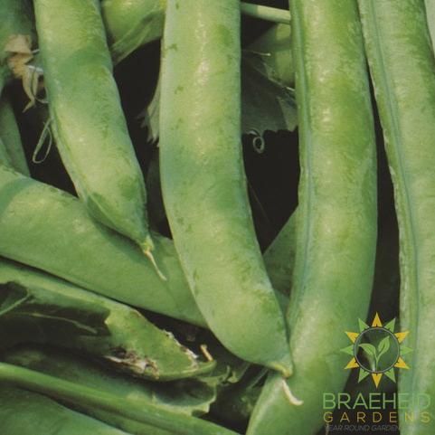 Shelling Pea