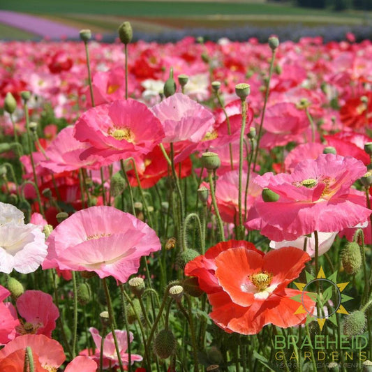 Shirley Poppy