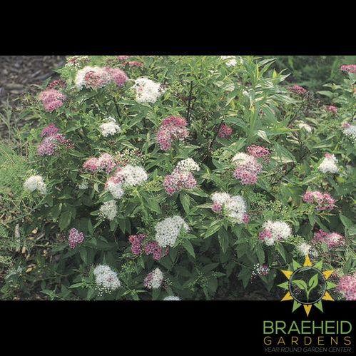 Shirobana Spirea