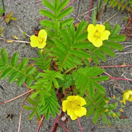 Pacific Silverweed Rootstock