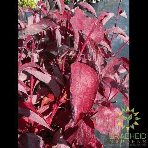 Siberian Coral Dogwood