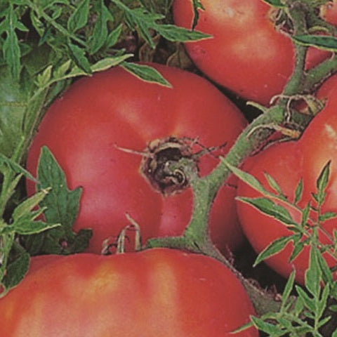 Silvery Fir Tomato