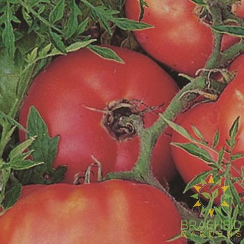 Silvery Fir Tomato