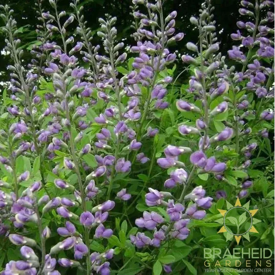 Skullcap
