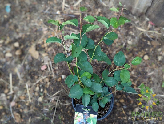 Buy Smokey Saskatoon an Edible Shrub in Grande Prairie Alberta - Braeheid Gardens Ltd.