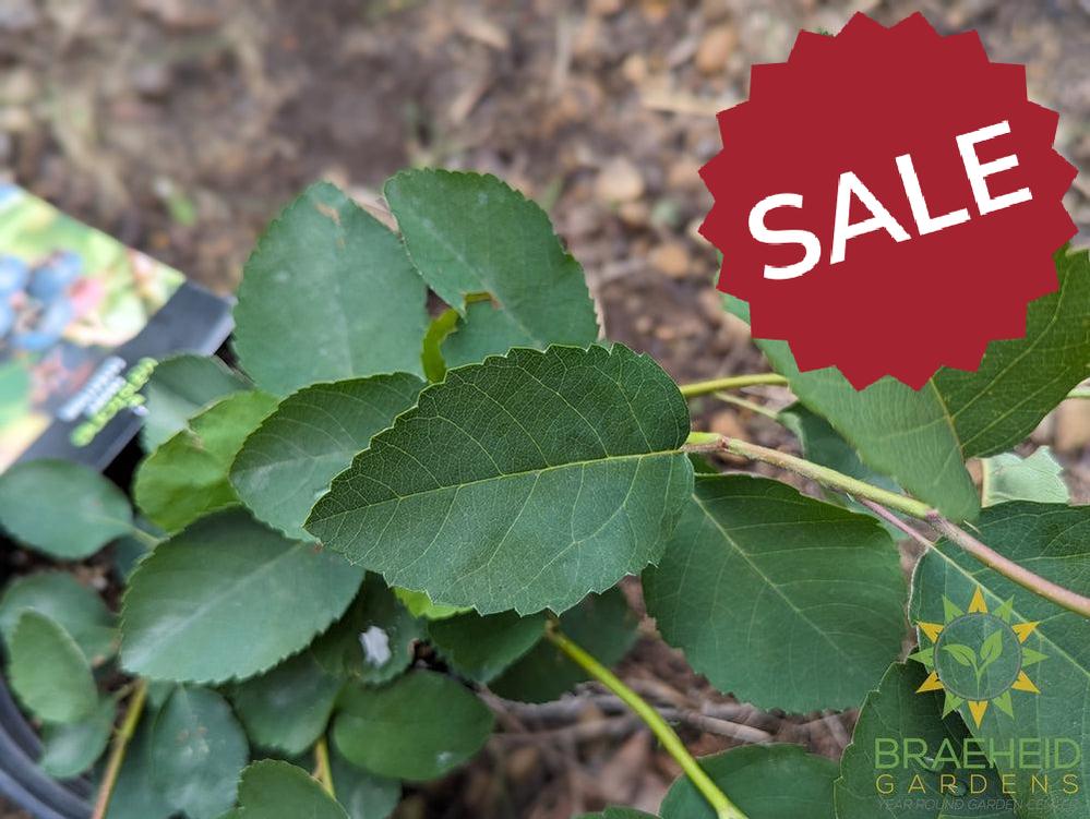 Buy Smokey Saskatoon an Edible Shrub in Grande Prairie Alberta - Braeheid Gardens Ltd.