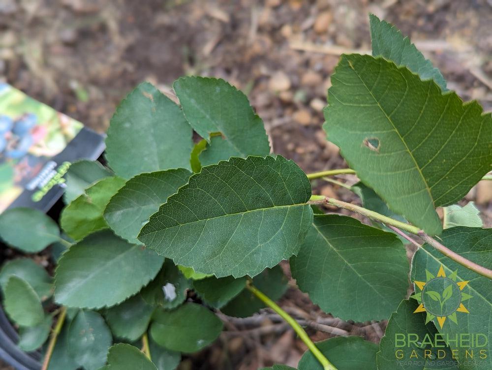 Buy Smokey Saskatoon an Edible Shrub in Grande Prairie Alberta - Braeheid Gardens Ltd.