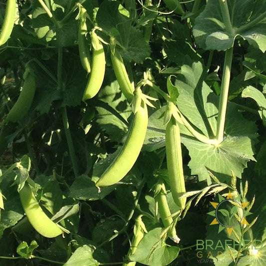 Snap Pea Mix