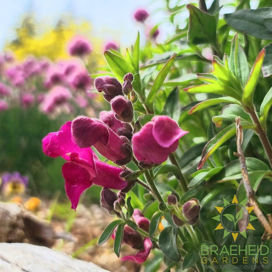 Snapdragon Mix