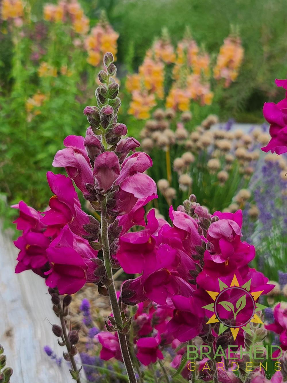 Snapdragon Mix