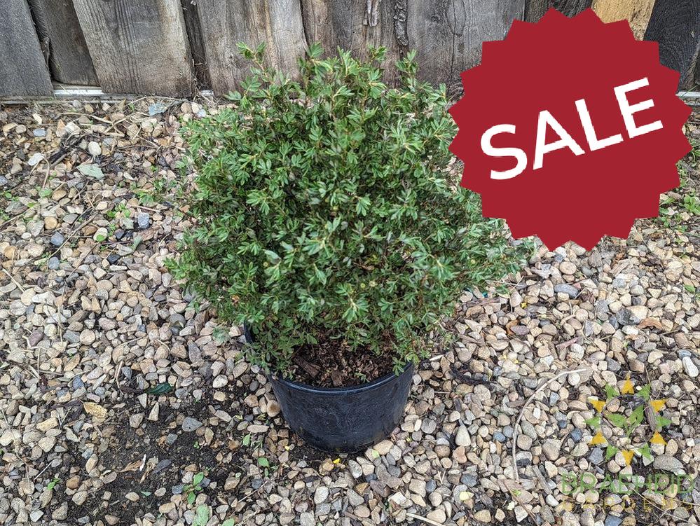 Snowbird Potentilla