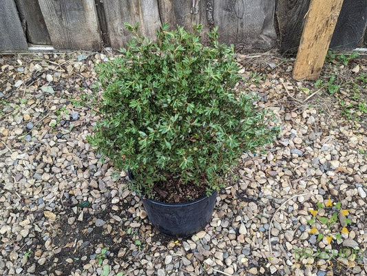 Snowbird Potentilla