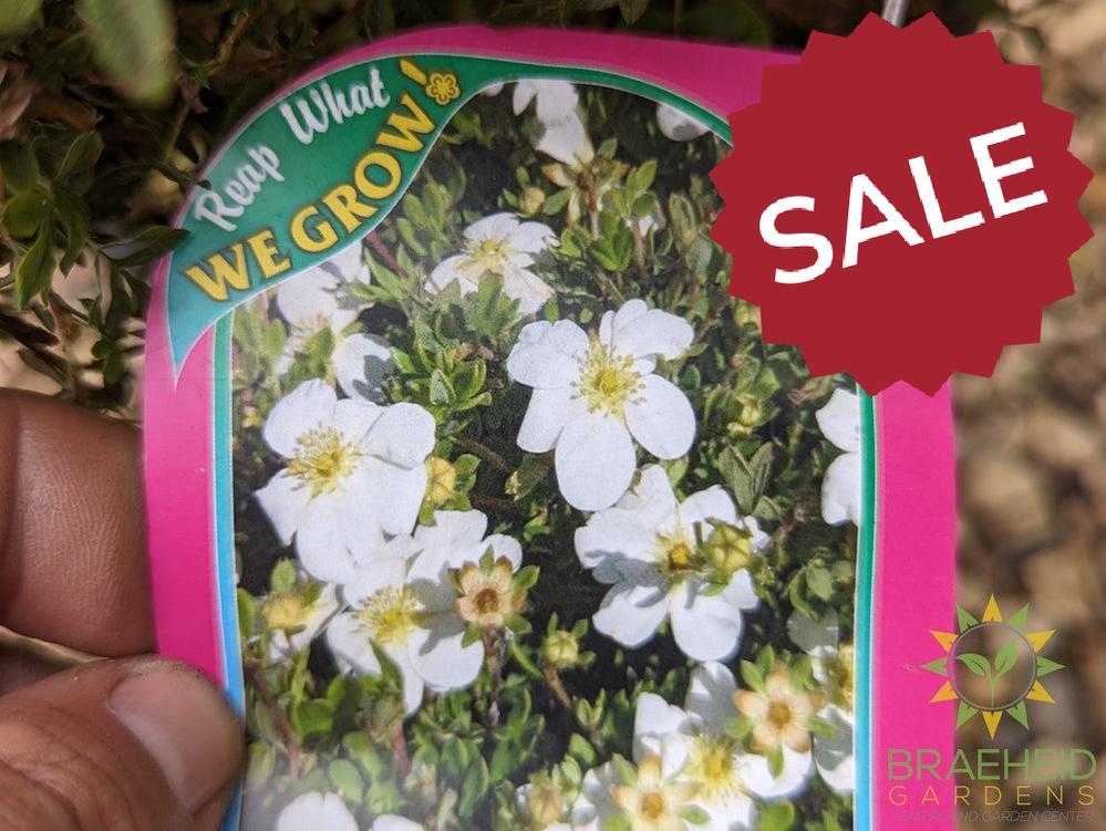 Snowbird Potentilla