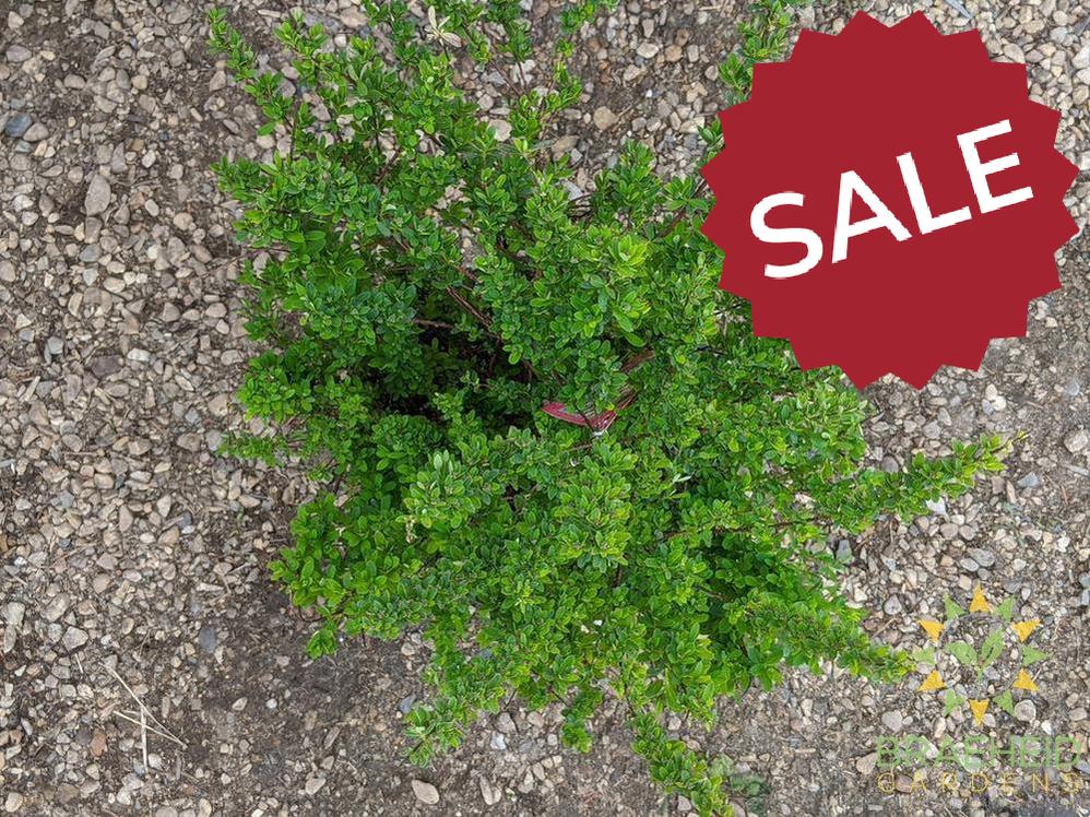 Snowmound Spirea