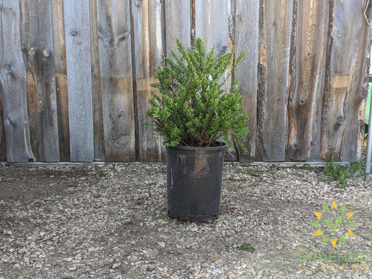Snowmound Spirea