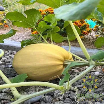 Spaghetti Squash