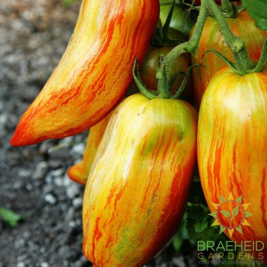 Speckled Roman Tomato