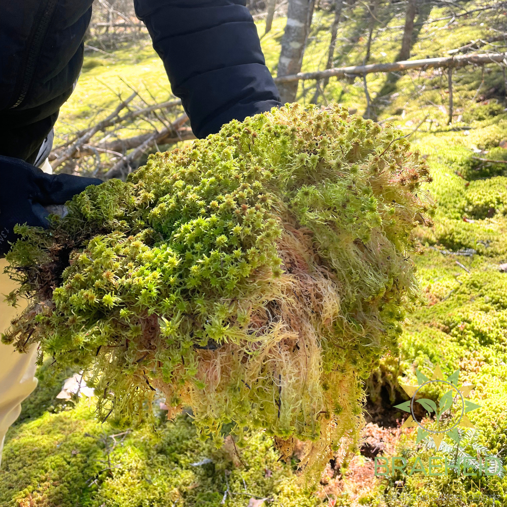 Natural Canadian Sphagnum Moss - Revita-Moss