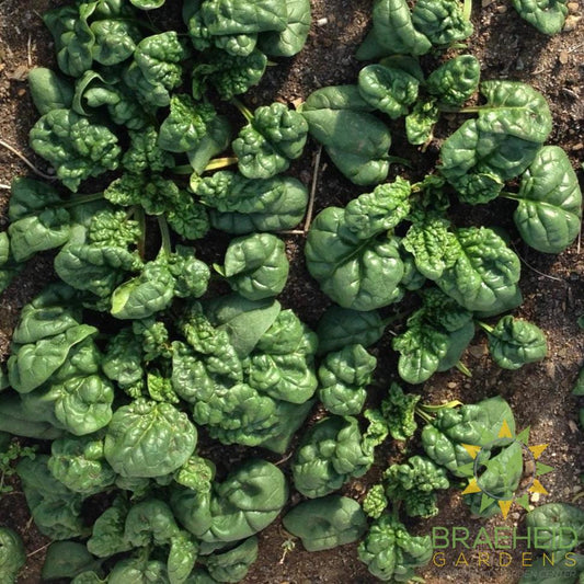 Spinach