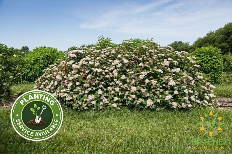 Spot On™ Spirea