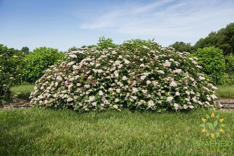 Spot On™ Spirea
