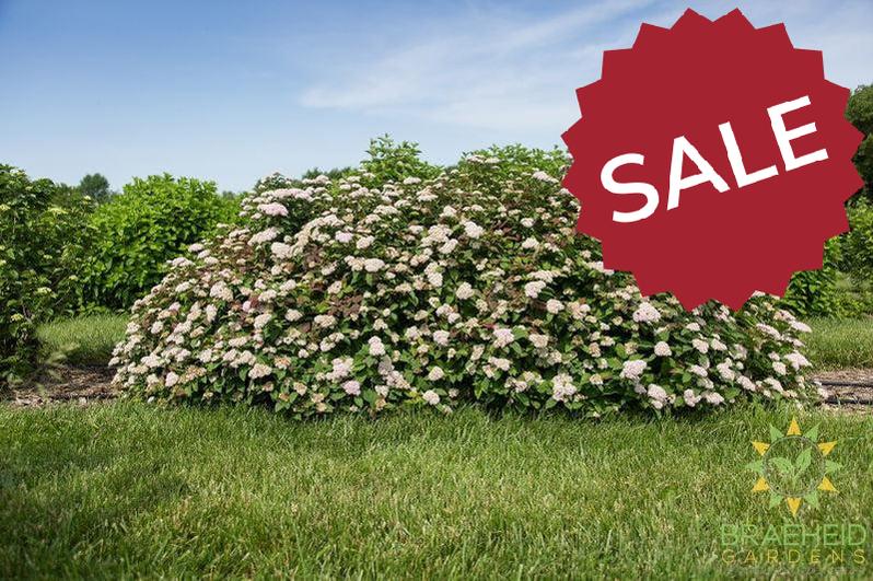 Spot On™ Spirea