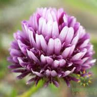 Springbank Clover (tkwla’i’shen)