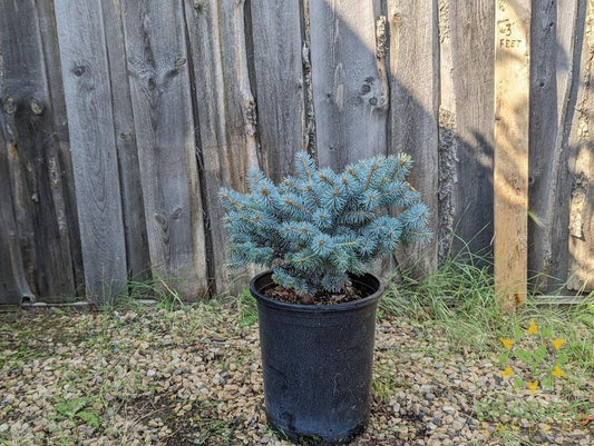 St Mary's Broom Colorado Spruce