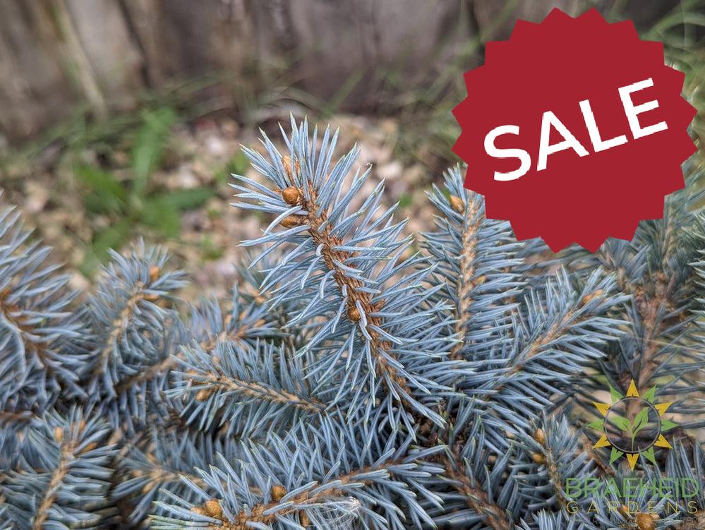 St Mary's Broom Colorado Spruce